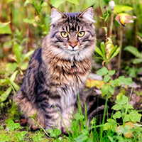 http://upforme.ru/uploads/0013/a0/c5/2/415704.png
