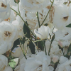 http://upforme.ru/uploads/0014/25/f5/2/t20541.png