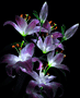 http://upforme.ru/uploads/0014/7b/b2/712/t510070.gif
