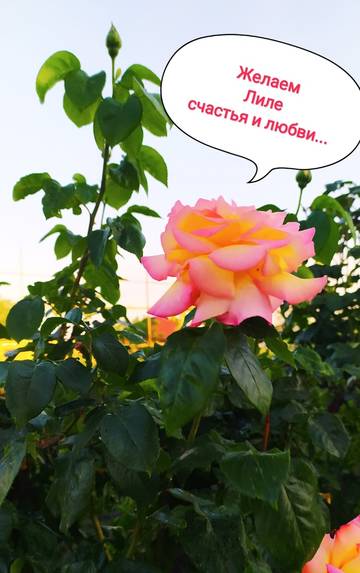http://upforme.ru/uploads/0014/97/f4/40/t897835.jpg