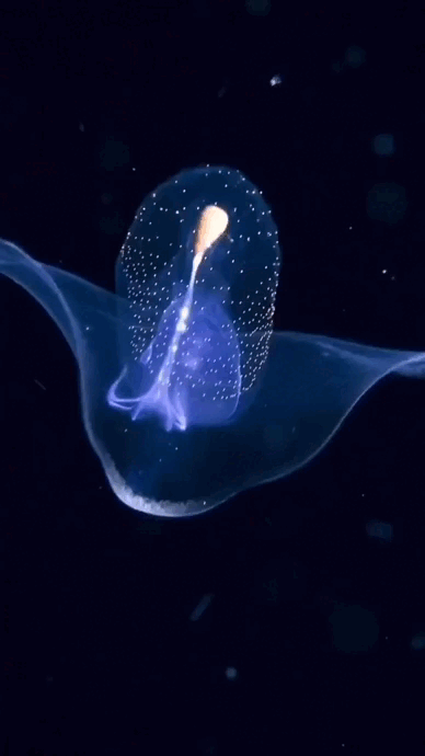 http://upforme.ru/uploads/0015/14/ca/24/997266.gif