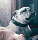 http://upforme.ru/uploads/0015/e5/b7/3154/t952469.gif