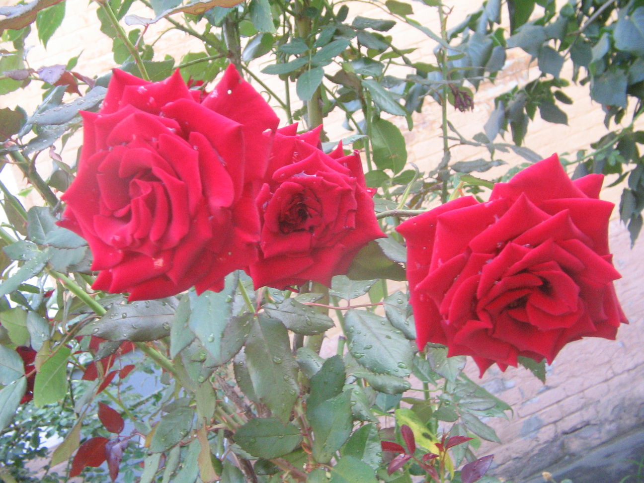http://upforme.ru/uploads/0015/ec/e0/1538/830798.jpg