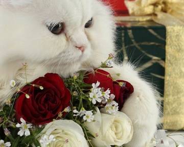 http://upforme.ru/uploads/0015/f8/d0/237/t22130.jpg