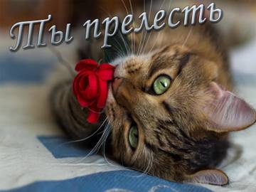 http://upforme.ru/uploads/0015/f8/d0/237/t62921.jpg