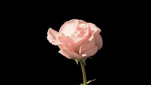 http://upforme.ru/uploads/0015/f8/d0/35/t809503.gif