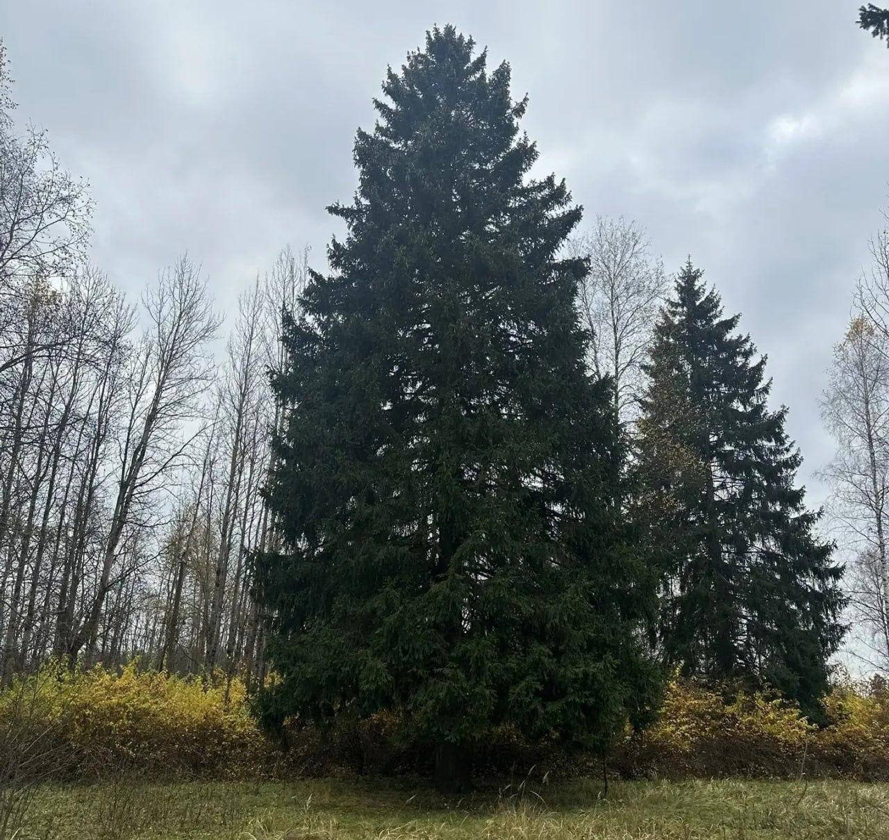 � ��� � ���? (����� 6)