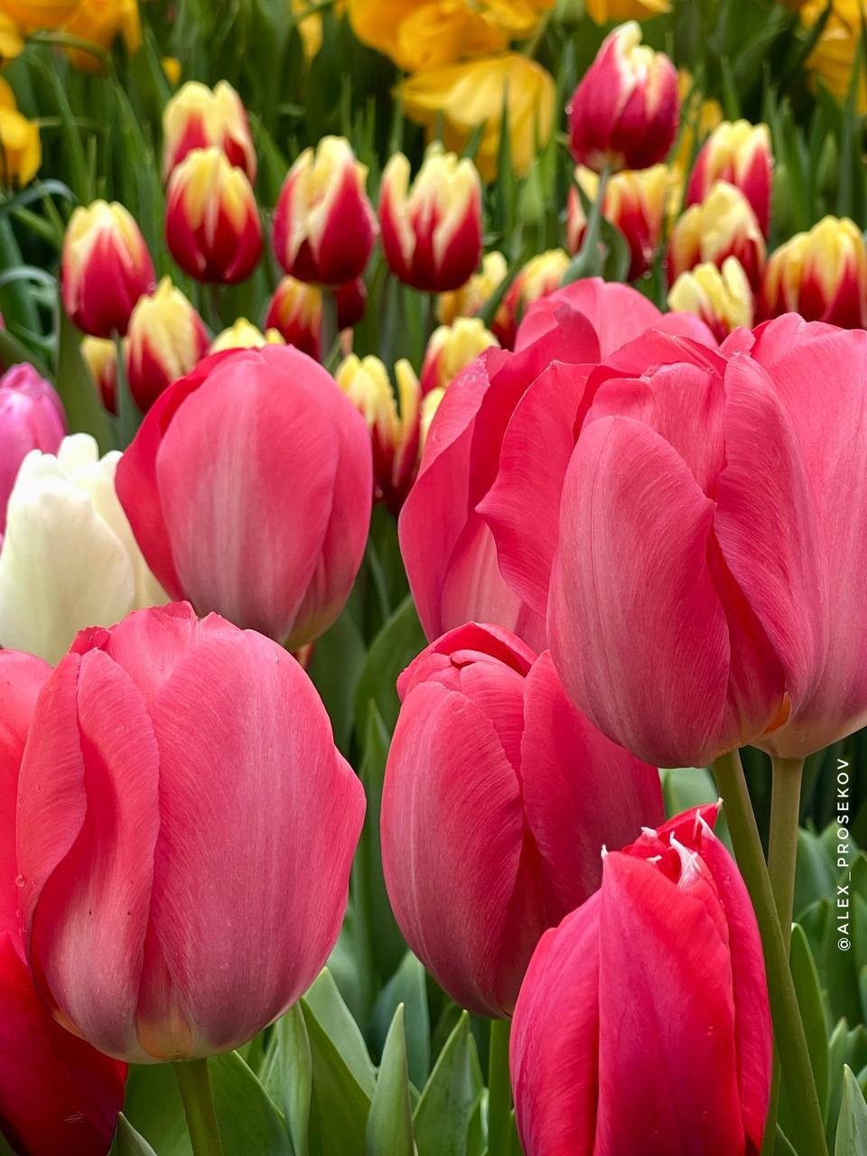 � ��� � ���? (����� 6)