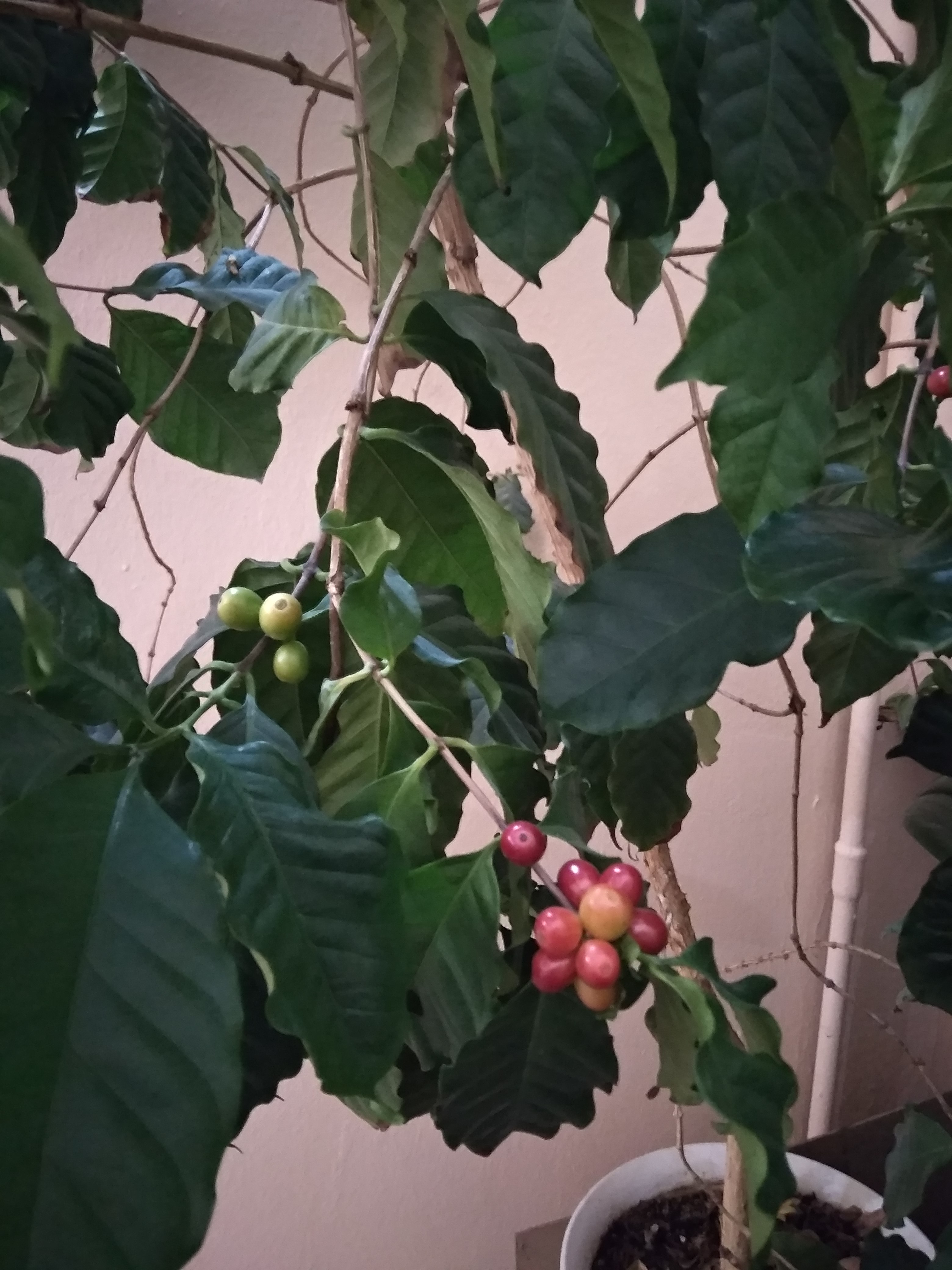    ? ( 5)