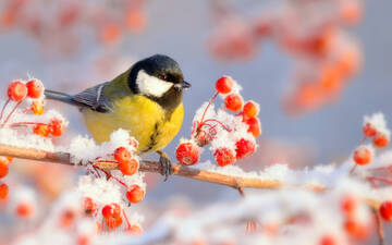 http://upforme.ru/uploads/0016/5f/70/5/t207133.jpg