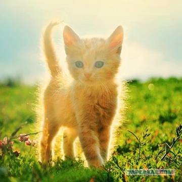 http://upforme.ru/uploads/0016/5f/70/5/t97152.jpg