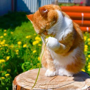 http://upforme.ru/uploads/0016/c4/68/6/t278184.jpg