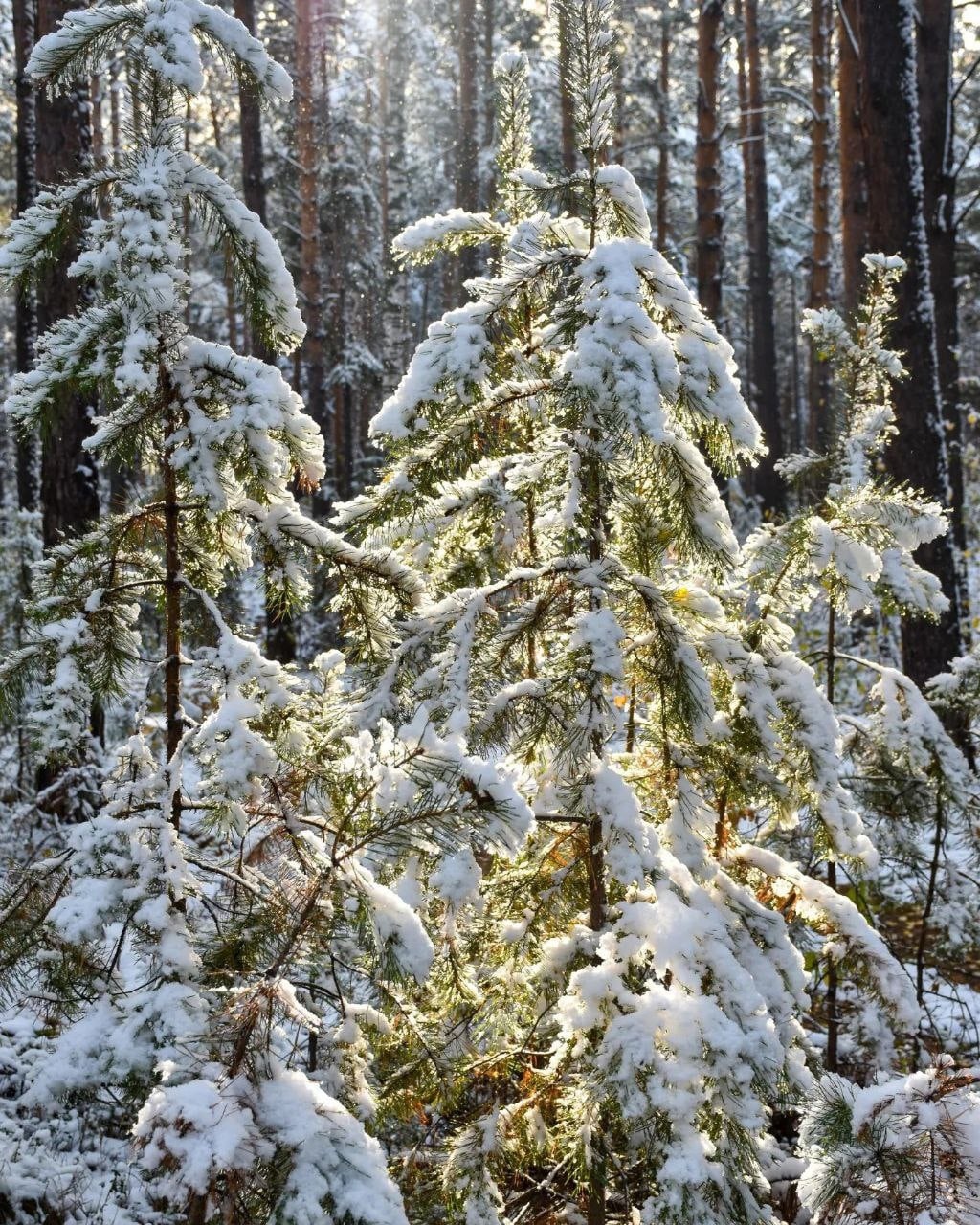 http://upforme.ru/uploads/0016/e4/0c/26/250128.jpg