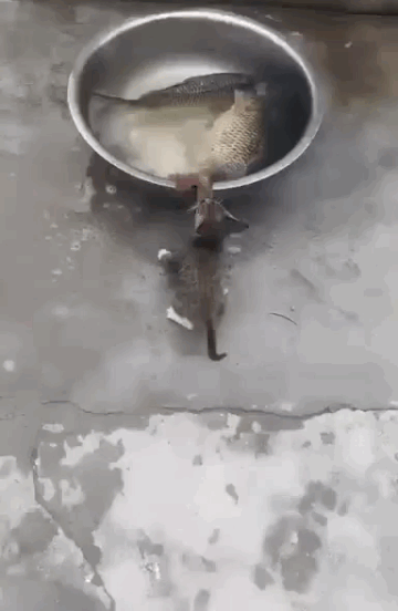 http://upforme.ru/uploads/0016/e4/0c/3/t250855.gif