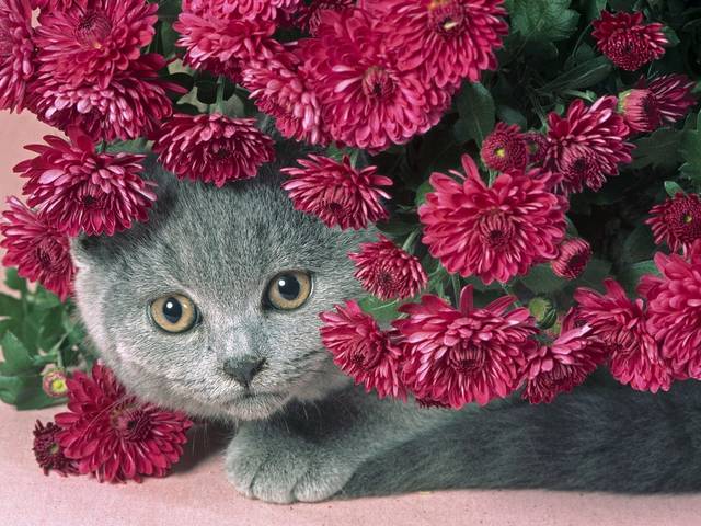 http://upforme.ru/uploads/0016/eb/73/111/62509.jpg