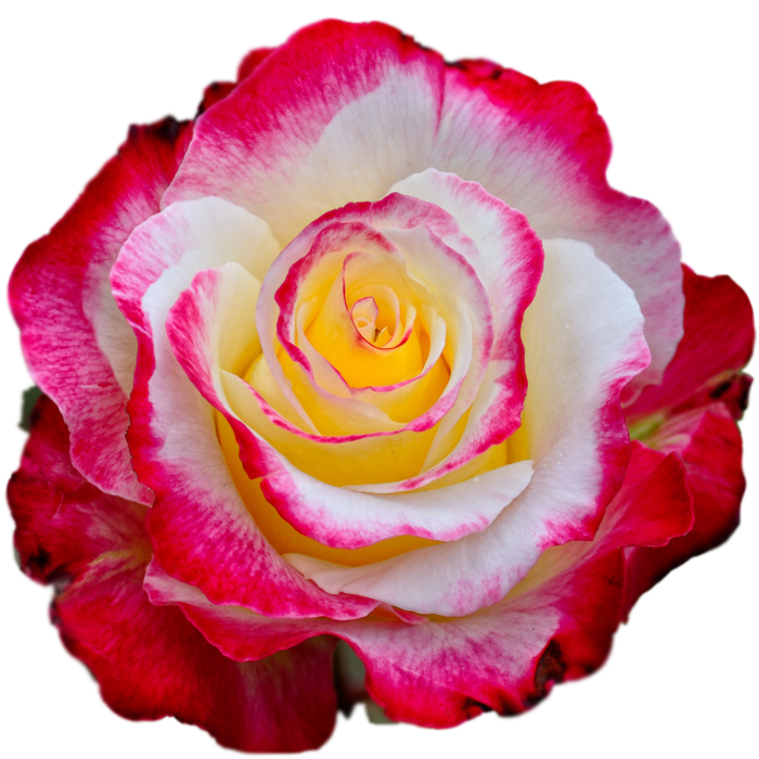 http://upforme.ru/uploads/0017/2d/ab/2/520733.png
