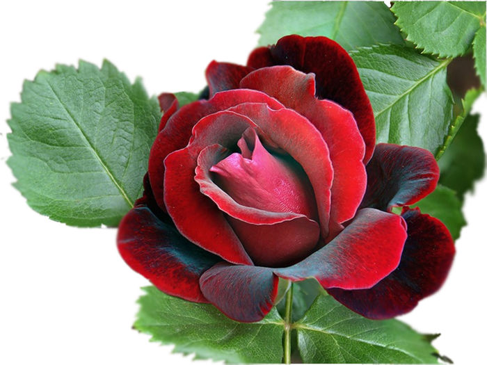 http://upforme.ru/uploads/0017/2d/ab/2/626932.png