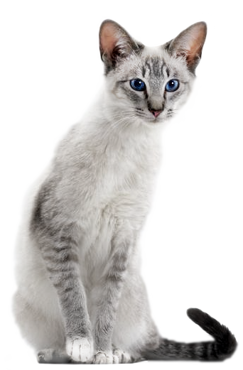 http://upforme.ru/uploads/0017/a5/fb/155/352187.png