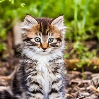 http://upforme.ru/uploads/0017/a5/fb/6/87631.jpg