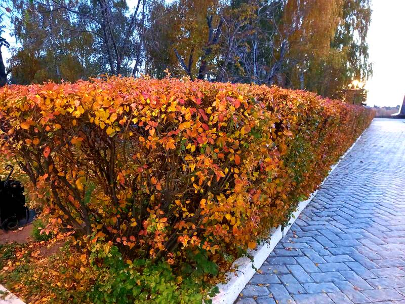 http://upforme.ru/uploads/0017/d2/91/11/506131.jpg