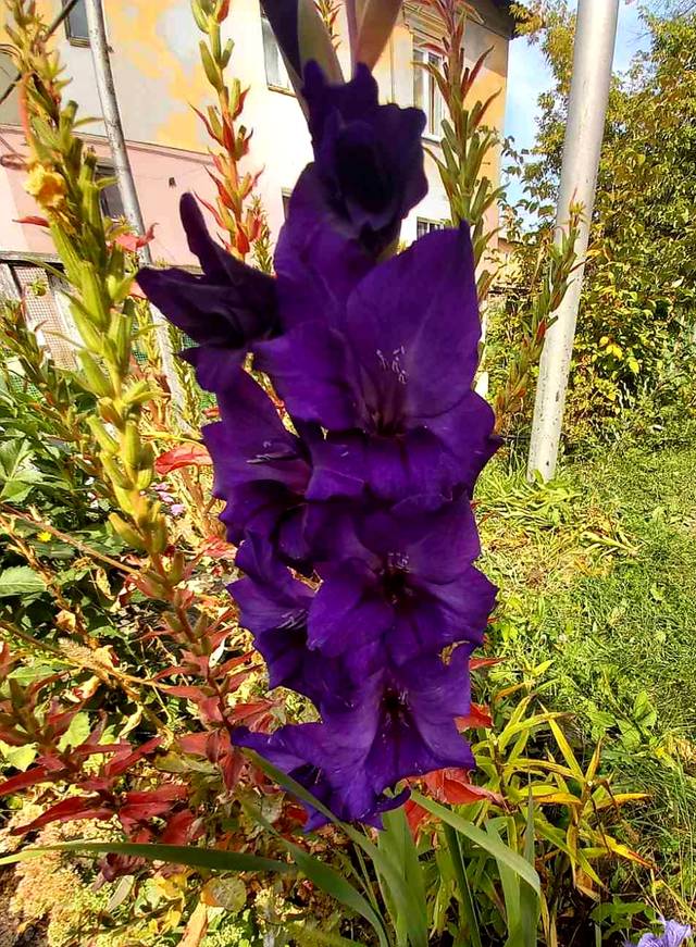 http://upforme.ru/uploads/0017/d2/91/11/813596.jpg