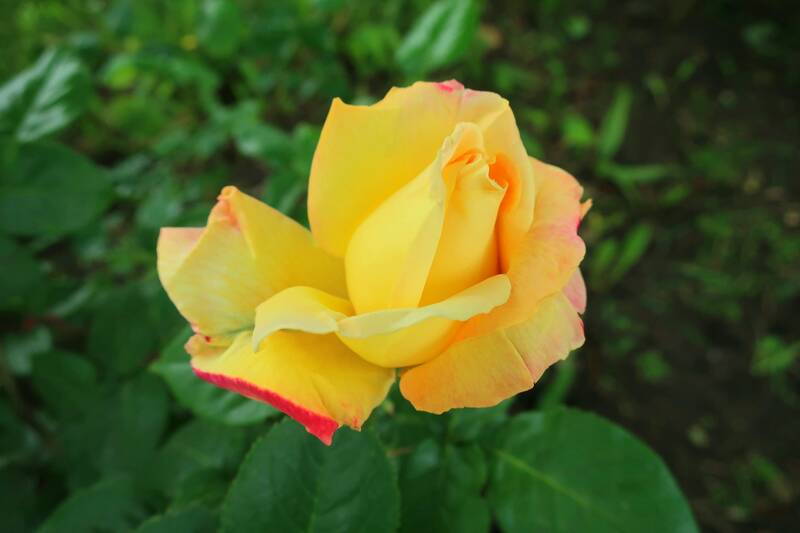 http://upforme.ru/uploads/0017/d2/91/11/938416.jpg
