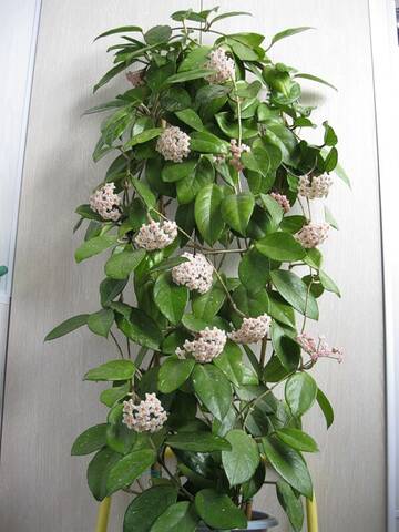 http://upforme.ru/uploads/0017/e5/a1/11/t195706.jpg