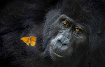 � ������� ������: ������ �����