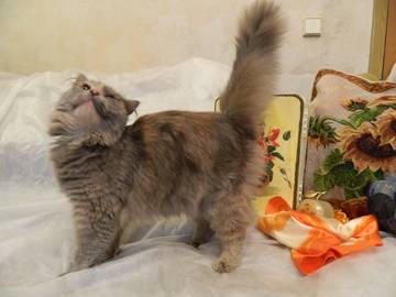 http://upforme.ru/uploads/0018/1d/e0/3/t30504.jpg