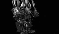 http://upforme.ru/uploads/0018/2c/77/347/608021.gif