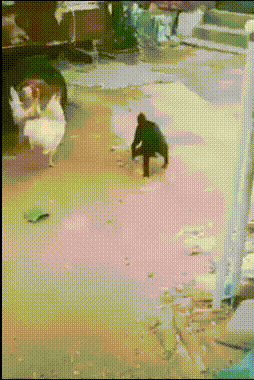 http://upforme.ru/uploads/0018/4f/b7/2/t211632.gif