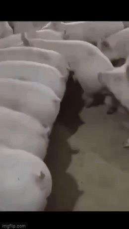 http://upforme.ru/uploads/0018/4f/b7/2/t48119.gif