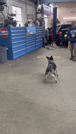 http://upforme.ru/uploads/0018/4f/b7/2/t784378.gif