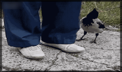 http://upforme.ru/uploads/0018/4f/b7/2/t854377.gif