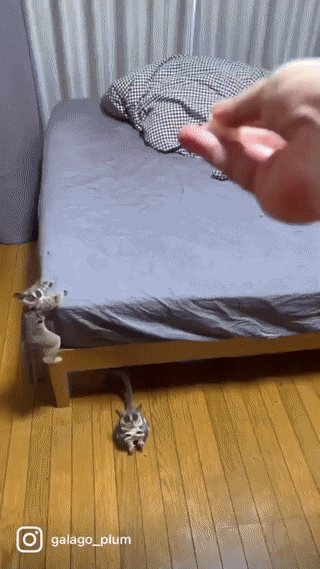 http://upforme.ru/uploads/0018/4f/b7/2/t932202.gif