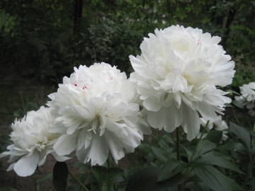 http://upforme.ru/uploads/0018/55/62/434/t31706.jpg