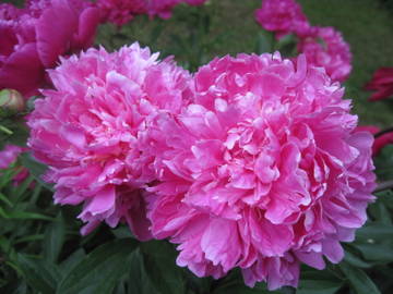 http://upforme.ru/uploads/0018/55/62/434/t69725.jpg