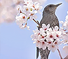 http://upforme.ru/uploads/0018/97/46/473/55623.png