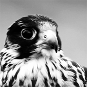 http://upforme.ru/uploads/0019/13/5d/9/t724346.gif