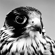 http://upforme.ru/uploads/0019/13/5d/9/t99373.gif