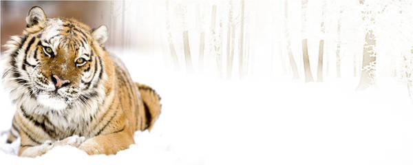 http://upforme.ru/uploads/0019/3a/78/12/t551971.jpg