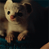 http://upforme.ru/uploads/0019/79/17/109/75661.gif