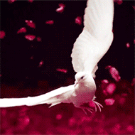 http://upforme.ru/uploads/0019/be/36/3/663824.gif