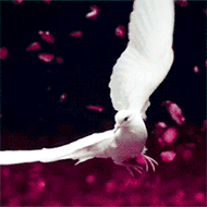 http://upforme.ru/uploads/0019/be/36/3/77085.gif