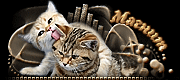 http://upforme.ru/uploads/0019/c6/89/2/t86172.gif