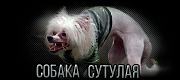 http://upforme.ru/uploads/0019/c6/89/3/t41394.gif