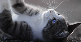 http://upforme.ru/uploads/0019/c8/05/567/t589900.gif