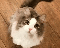 http://upforme.ru/uploads/0019/cb/9c/556/t92947.gif