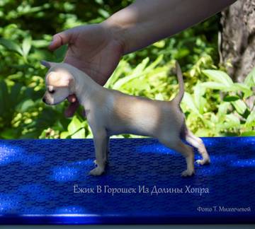 http://upforme.ru/uploads/0019/d1/b5/2/t524294.jpg
