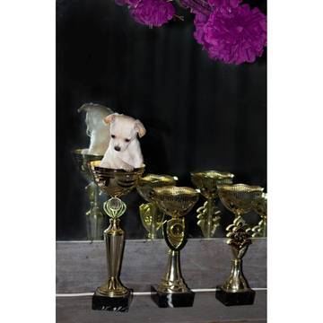 http://upforme.ru/uploads/0019/d1/b5/2/t867949.jpg